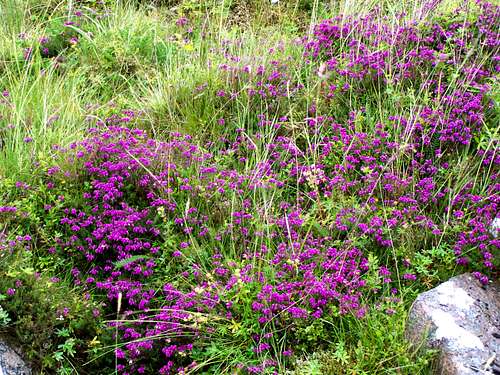 Typical flowers on the slopes of Ben Nevis