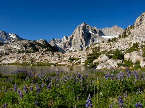 Lupine and Picture Peak