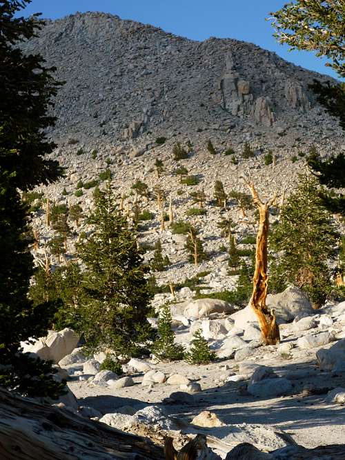 Foxtail Pines near Chicken Spring Lake