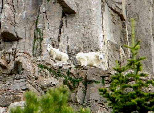 Mountain Goats on the East Ridge
