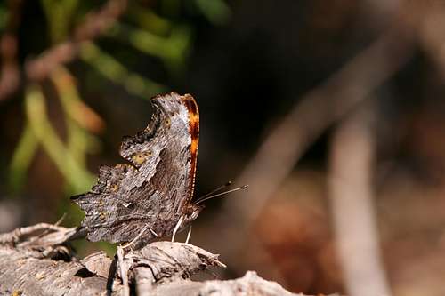 Comma (wings closed)