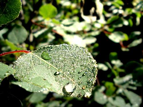 Dew on Aspen Leaf
