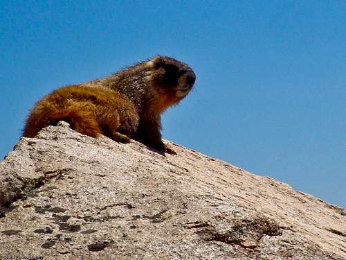 Marmot 