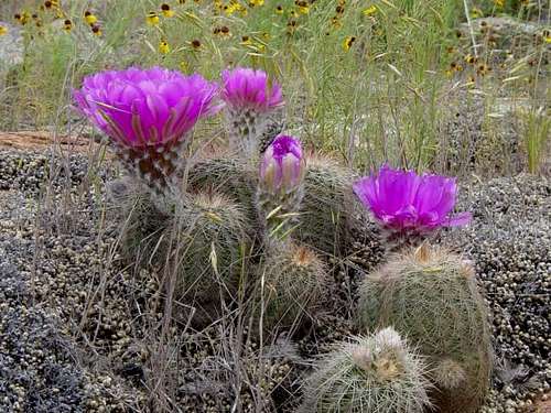 Flowering cacti in the Charon...