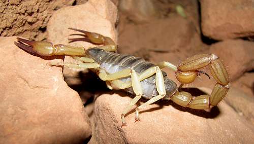 Scorpion in Grand Canyon