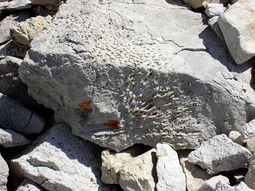 Fossilized Corral