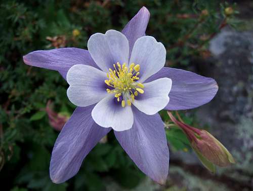 Columbine On Kit Carson Peak