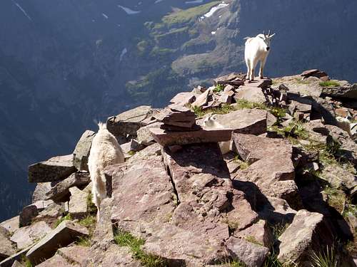 More goats at the base of the first gulley