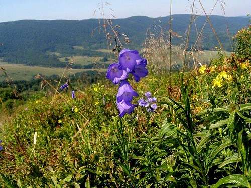 Campanula serrata