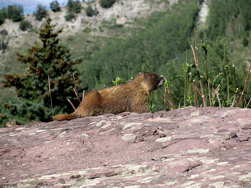 Marmot on Capitol Ditch Trail