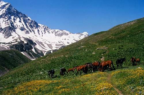 Horses at cheget near Elbrus, Russia