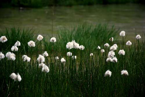 Eriophorum (Cotton-grass)