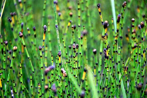 May be a kind of horsetail?!
