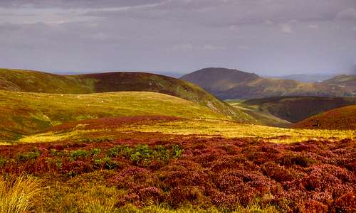 Heather covered Long Mynd