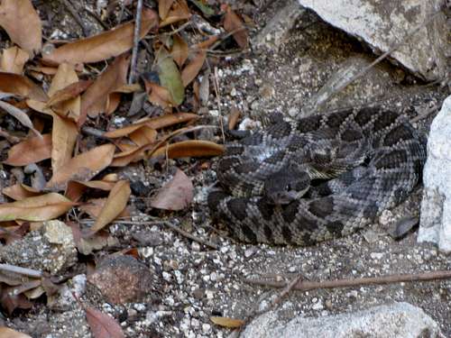 Rattlesnake in Little Santa Anita Canyon