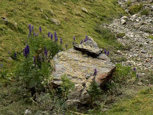 Aconite of the Pyrenees