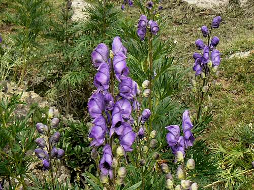 Aconite of the Pyrenees