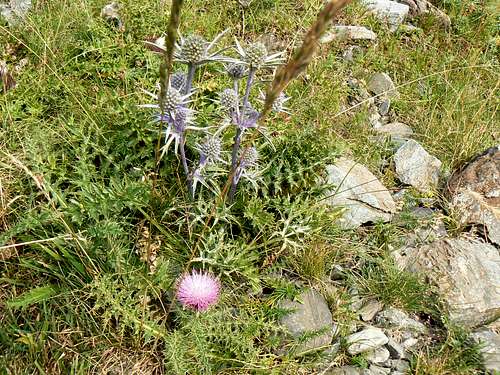 Thistle of the Pyrenees