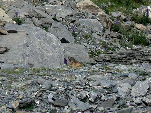 A marmot near the Peak of Aiguillous