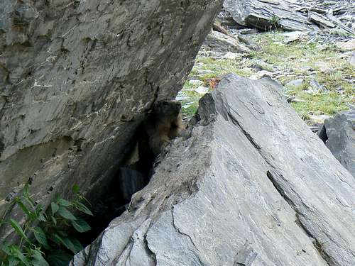 A marmot near the Peak of Aiguillous