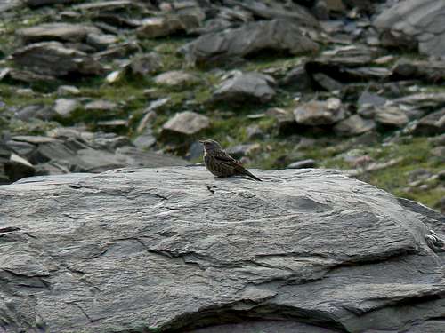 Little bird near the Peak of Aiguillous