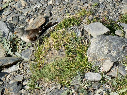 Little bird near the Peak of Aiguillous