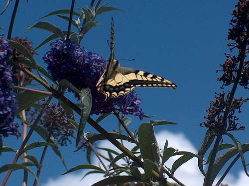 Swallowtail in the Pyrenees 