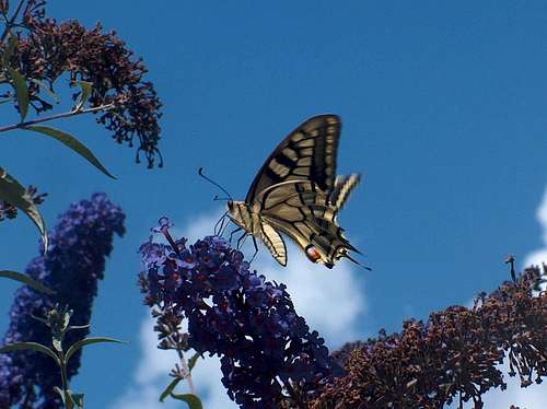 Swallowtail in the Pyrenees