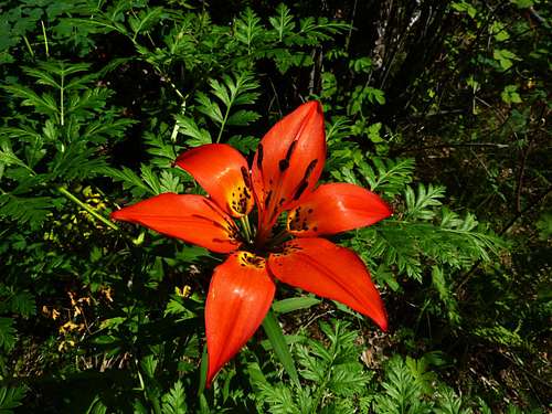 Wood Lily