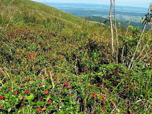 Lingonberries on the summit of Mount Krzemien