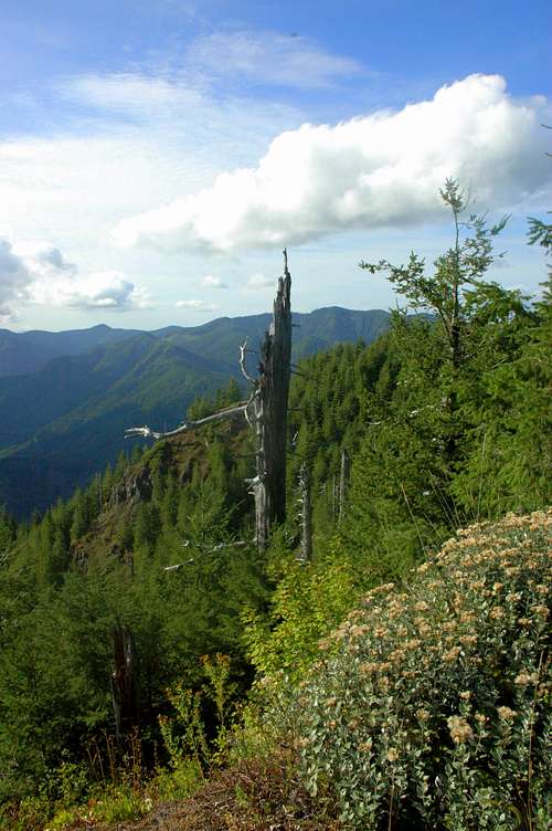 Elk Mountain and Kings Mountain in the Oregon Coast Range