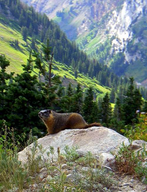 Alta Marmot