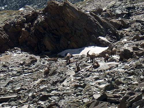 a group of ibex