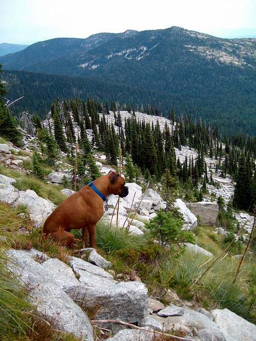 Forest enjoying the view