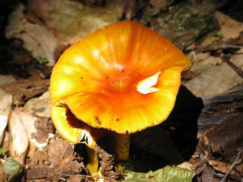 mushroom on Pine Hill-West Branch trail
