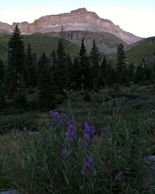 Wildflowers below Gilpin Peak
