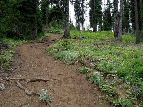 Mount Misery Trail To Diamond Peak