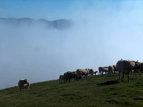 Cows in the fog on Col d'Azet