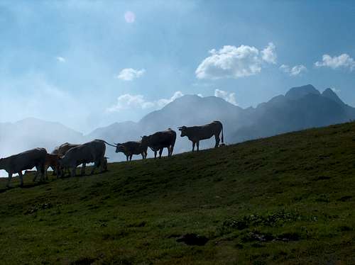 Cows in the fog on Col d'Azet