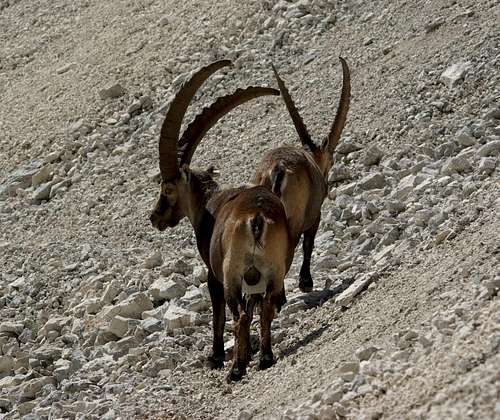 Ibexes of the Montasio group (1)