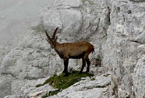 Ibexes of the Montasio group (3)