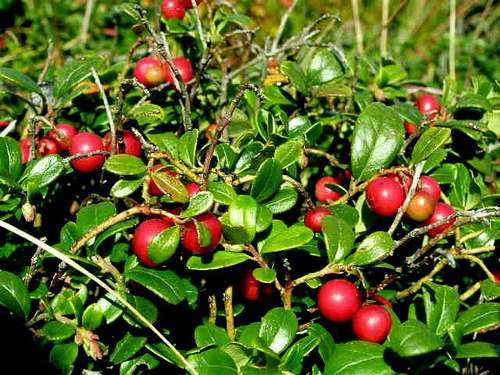 Fruits of Lingonberry 