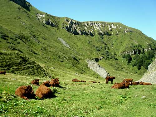Cows at the val de la Courre