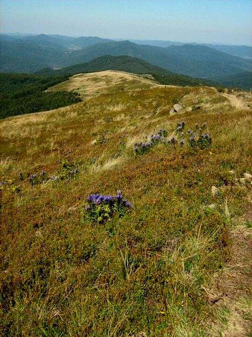 Southern slope of Mount Bukowe Berdo (1313 m)