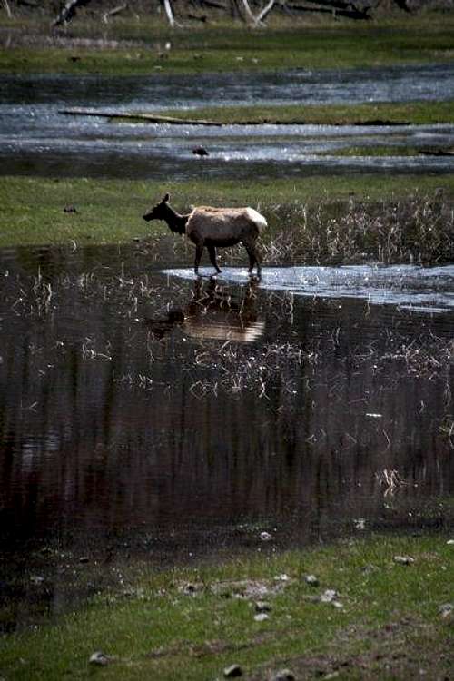 Cow Elk Wading