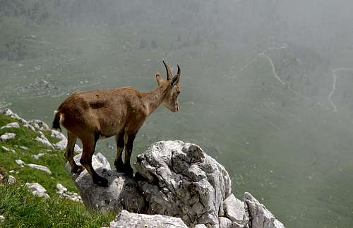 Ibexes of the Montasio group (6)