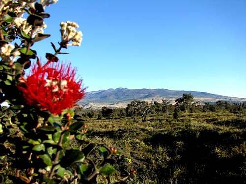 Ohi'a lehua bloom, Mauna Kea behind