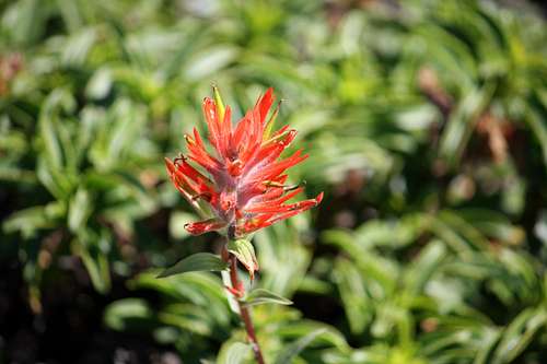 Mount Saint Helens' Paintbrush