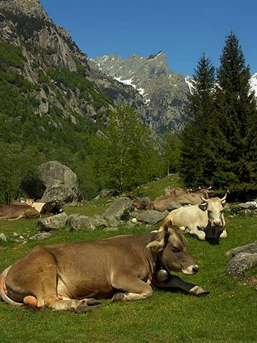 Cows in Mello's Valley.