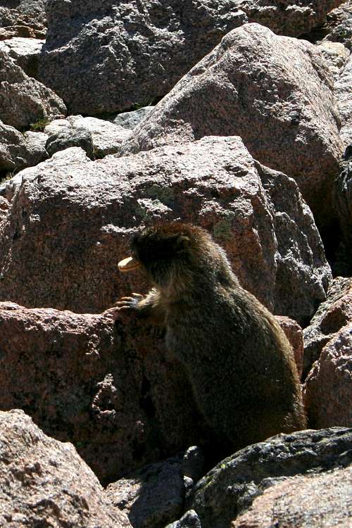 Marmots Love Vanilla Oreos